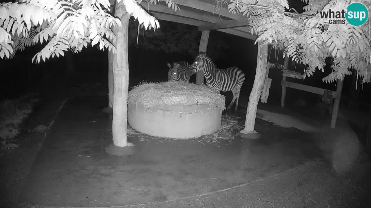 Live webcam Les zèbres in Ljubljana ZOO – Slovénie