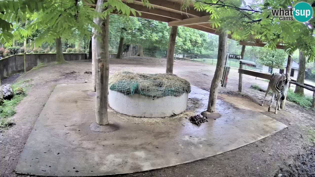 Live Webcam Zebras in Ljubljana ZOO – Slowenien