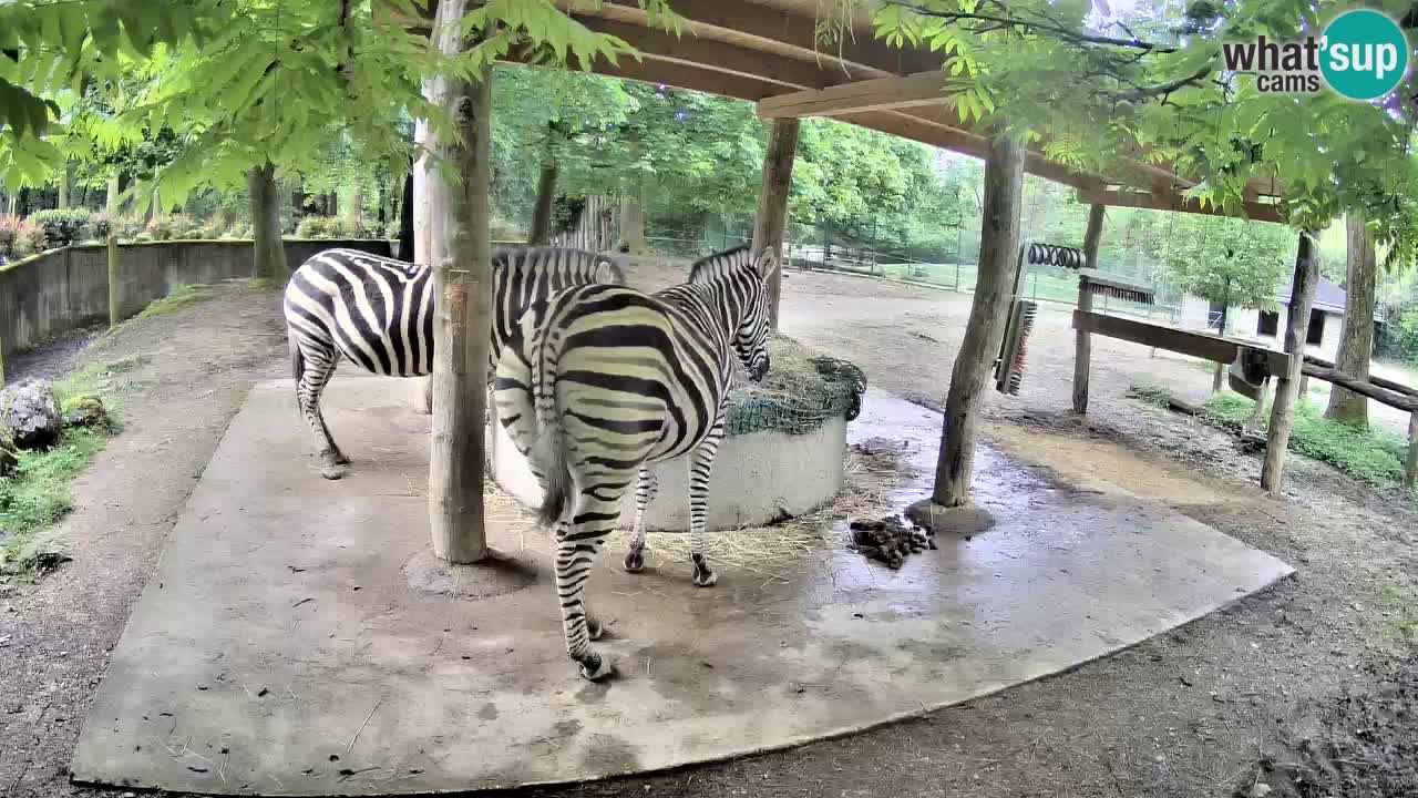 Camera en vivo Cebras in Ljubljana ZOO – Eslovenia