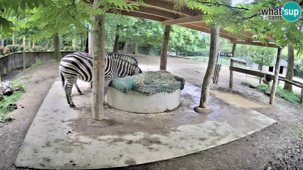 Camera en vivo Cebras in Ljubljana ZOO – Eslovenia
