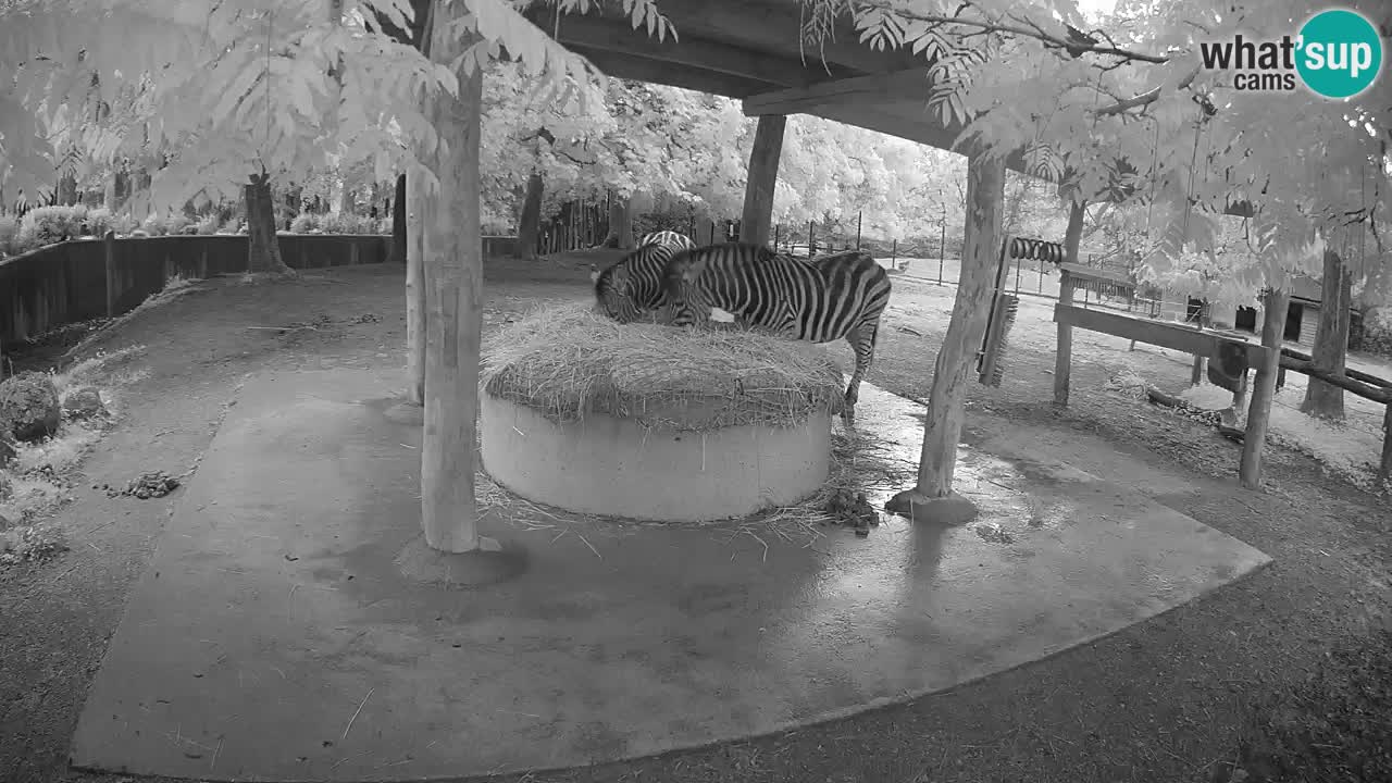 Zebre v živo v živalskem vrtu Ljubljana ZOO spletne kamere