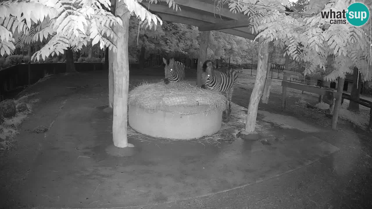 Zebre v živo v živalskem vrtu Ljubljana ZOO spletne kamere