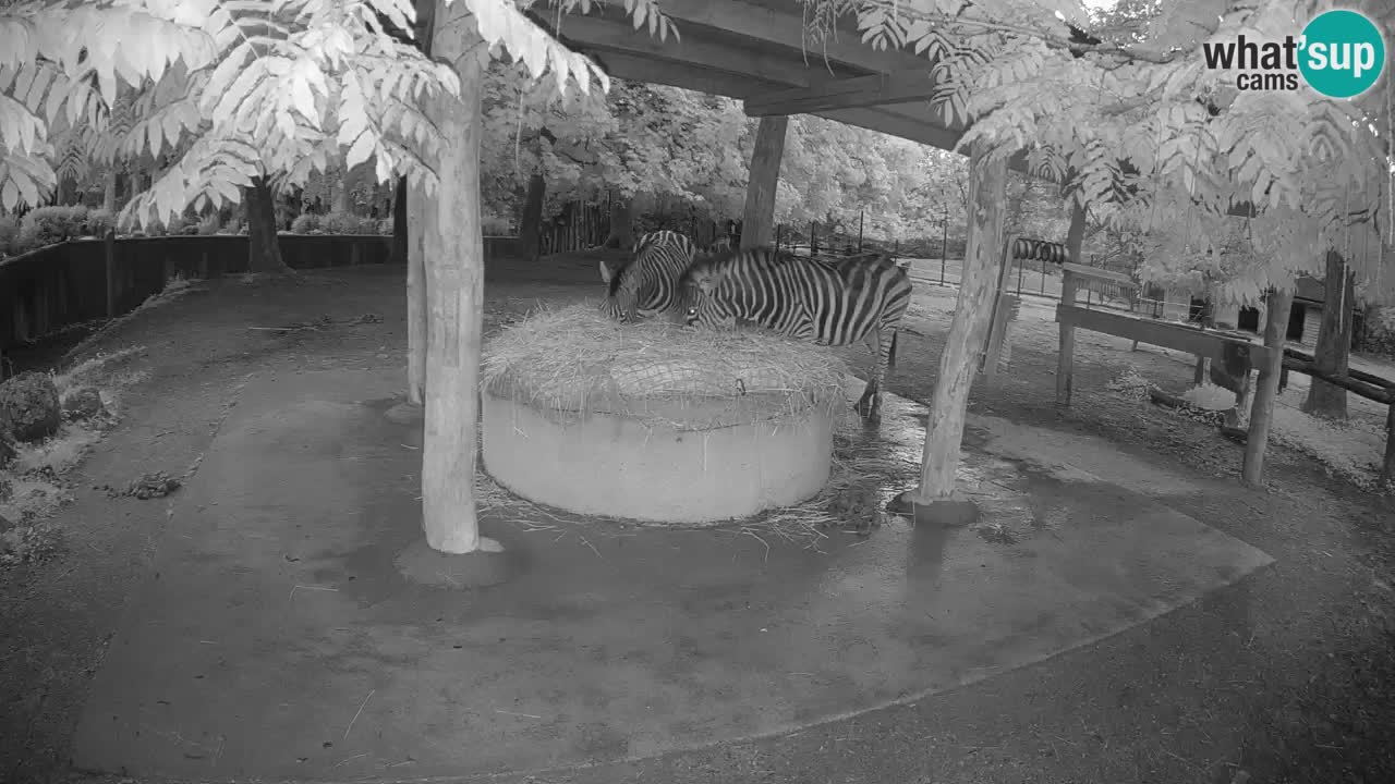 Live webcam Les zèbres in Ljubljana ZOO – Slovénie