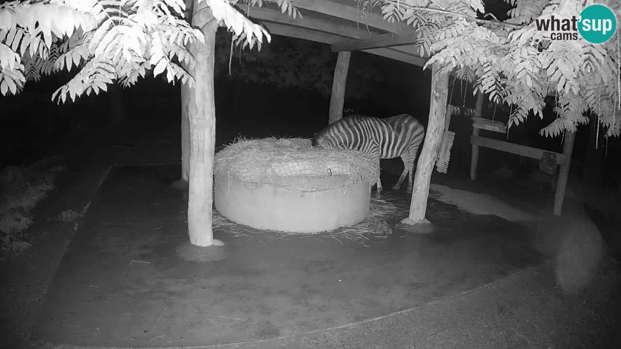 Live Webcam Zebras in Ljubljana ZOO – Slowenien