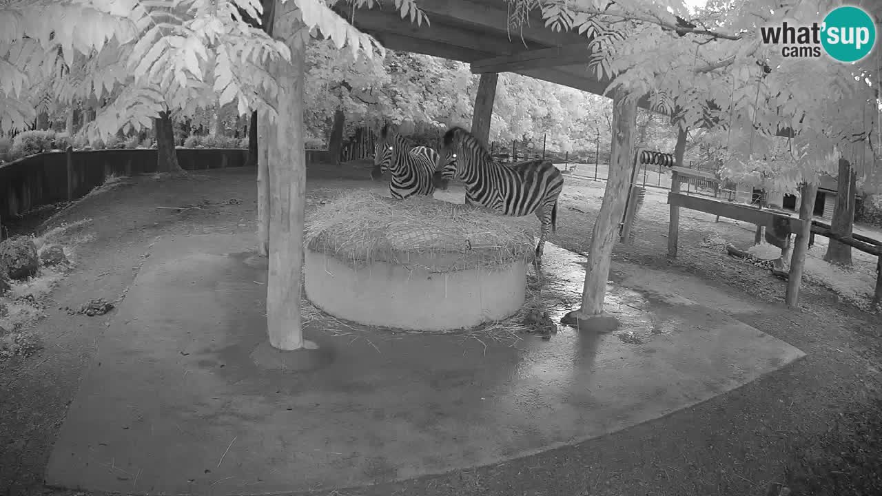 Live webcam Zebras in Ljubljana ZOO – Slovenia