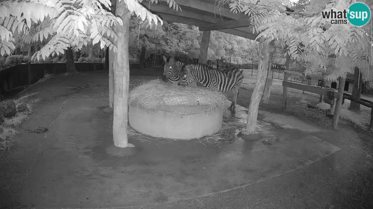 Live webcam Zebras in Ljubljana ZOO – Slovenia