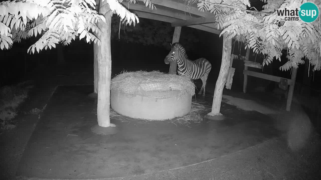 Camera en vivo Cebras in Ljubljana ZOO – Eslovenia