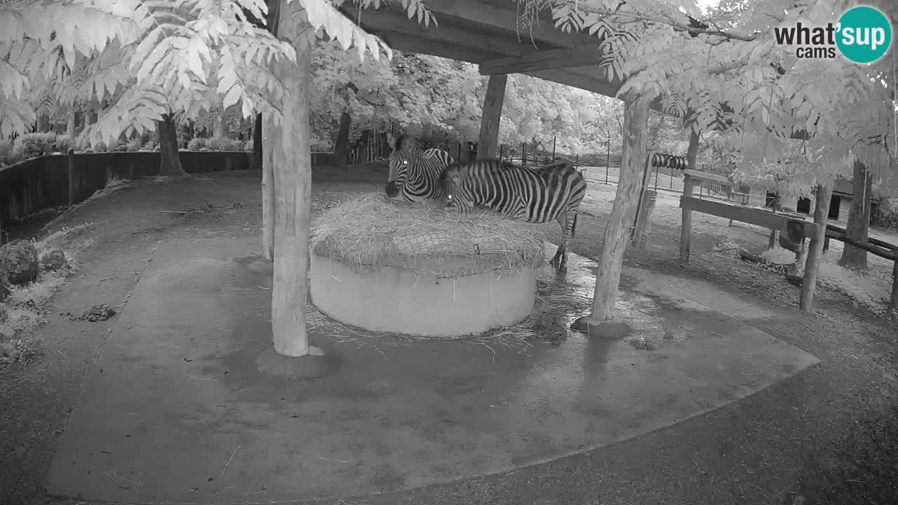 Web kamera uživo Zebras u ZOO Ljubljana – Slovenija