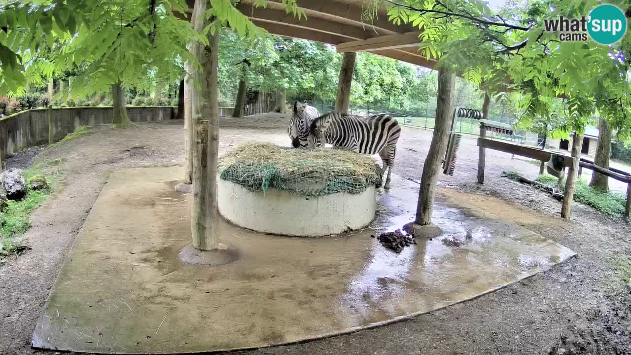 Live webcam Zebras in Ljubljana ZOO – Slovenia