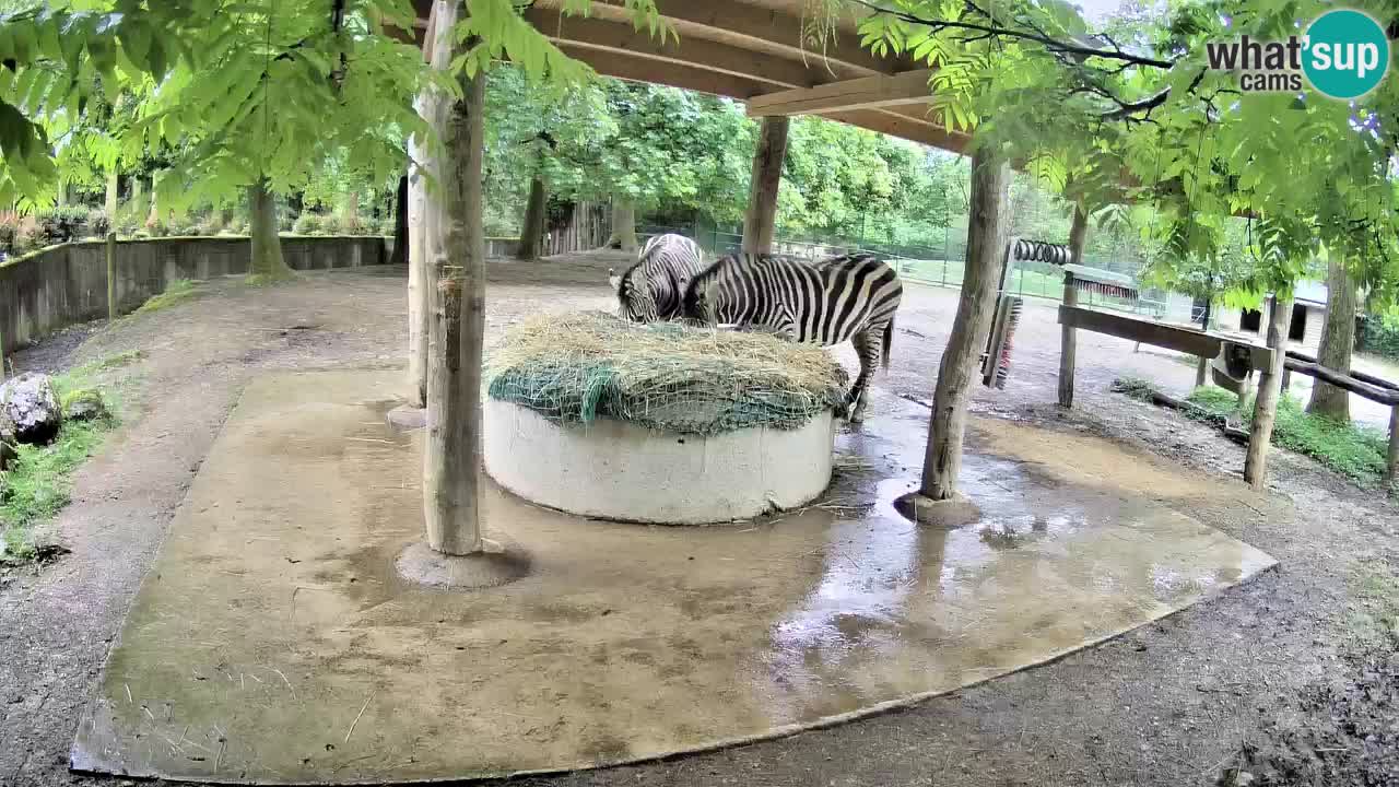 Live webcam Les zèbres in Ljubljana ZOO – Slovénie