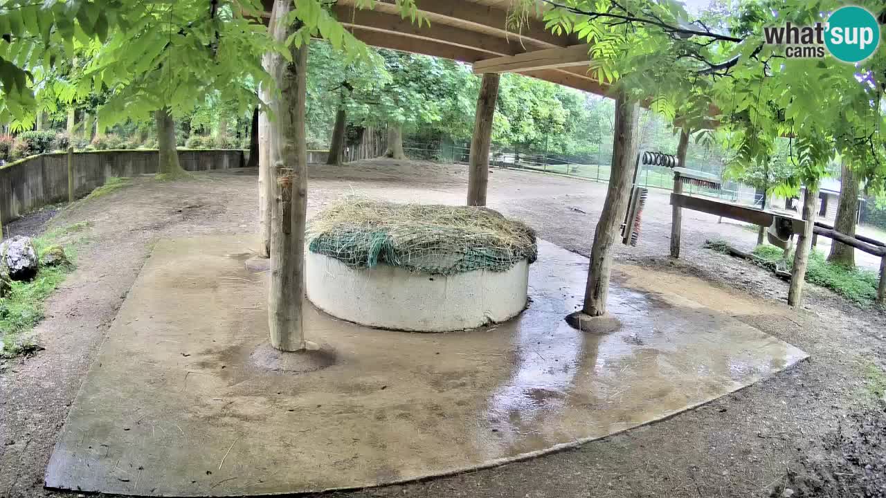 Le Zebre nello ZOO di Ljubljana – Slovenia Live webcam