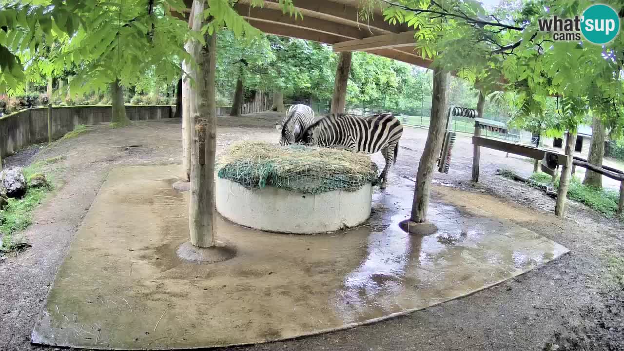 Live webcam Les zèbres in Ljubljana ZOO – Slovénie