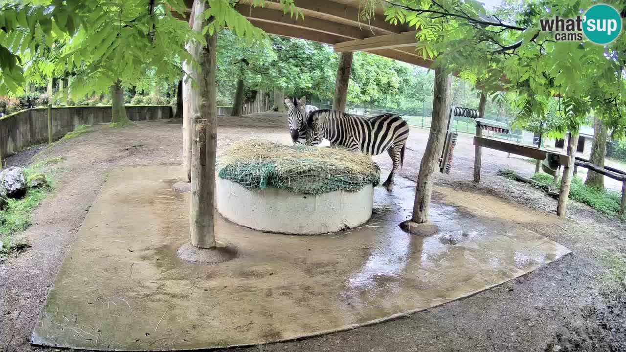 Live Webcam Zebras in Ljubljana ZOO – Slowenien