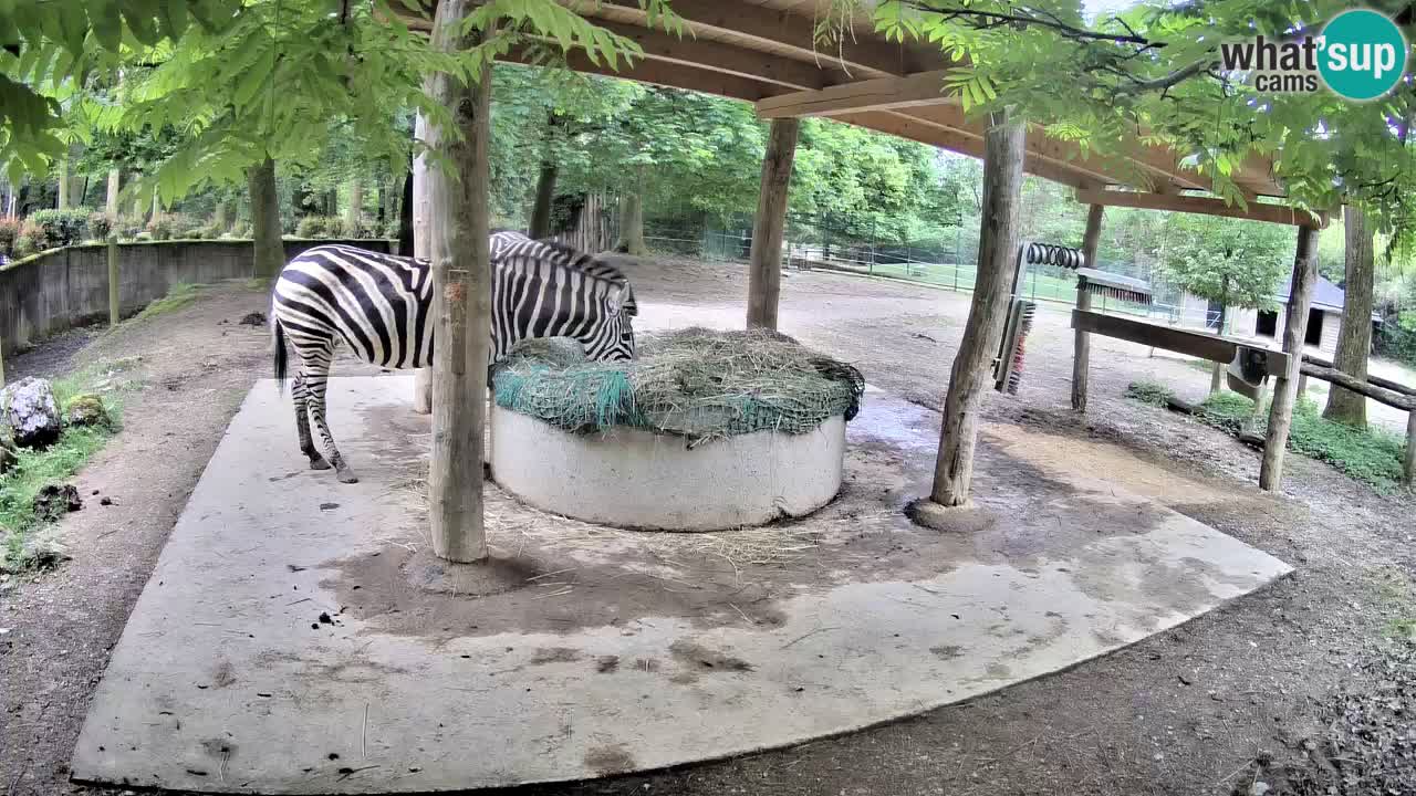 Zebre v živo v živalskem vrtu Ljubljana ZOO spletne kamere