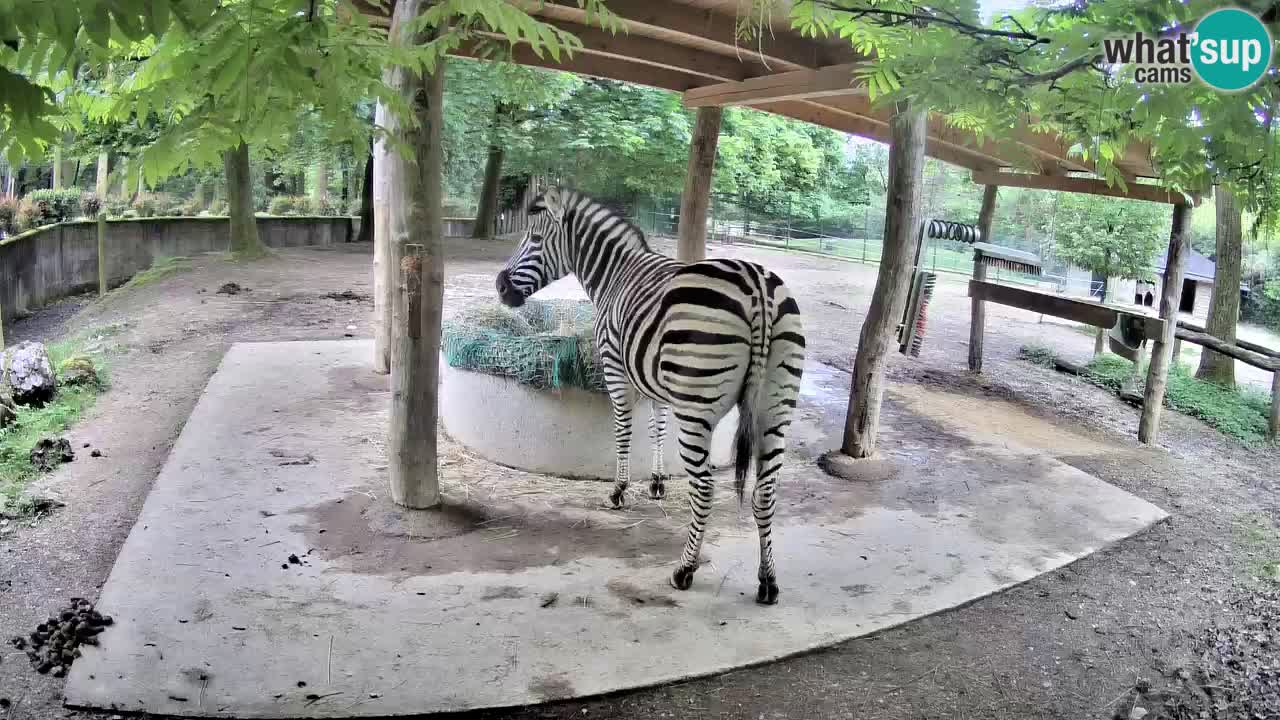 Le Zebre nello ZOO di Ljubljana – Slovenia Live webcam
