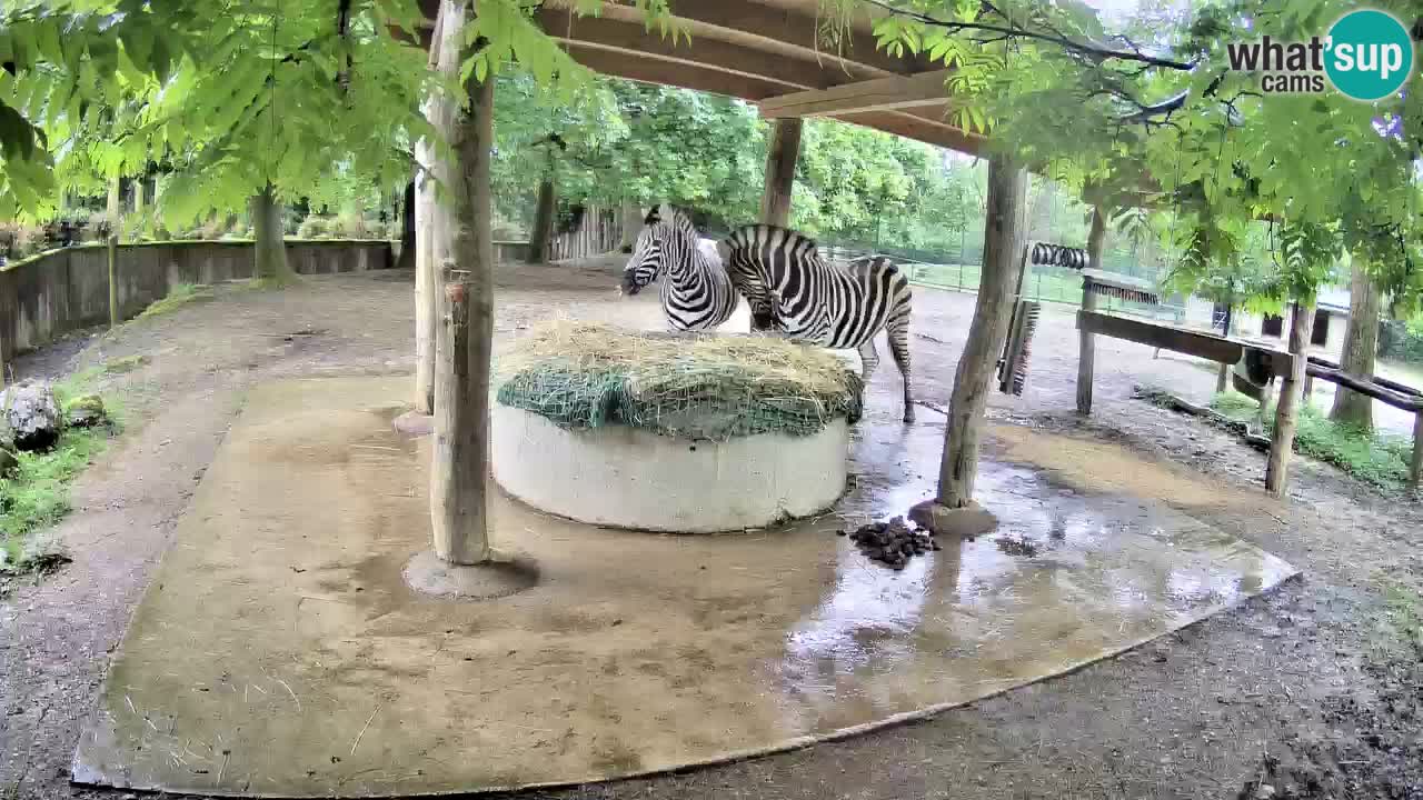 Live webcam Zebras in Ljubljana ZOO – Slovenia