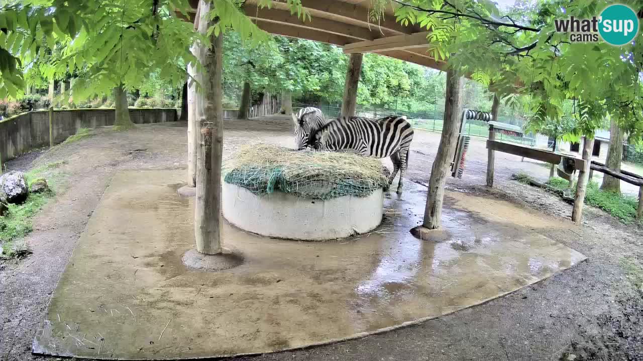 Live webcam Les zèbres in Ljubljana ZOO – Slovénie