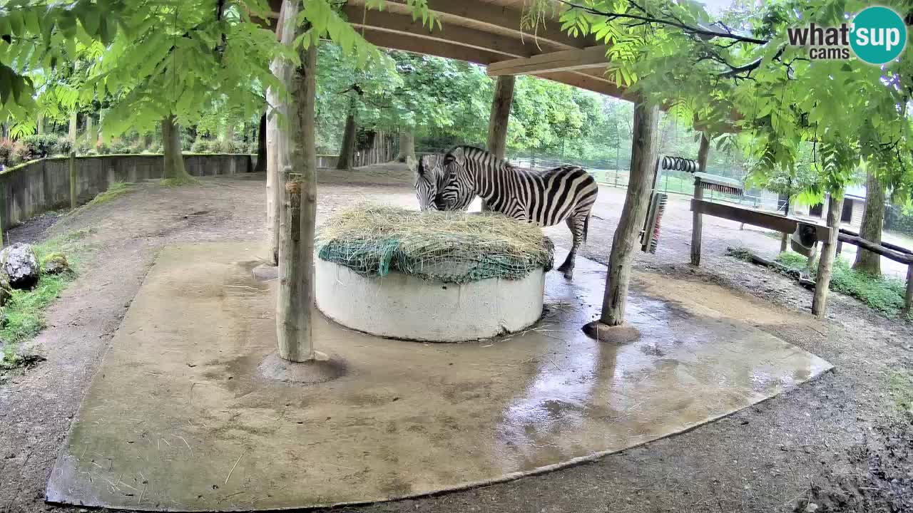 Live Webcam Zebras in Ljubljana ZOO – Slowenien
