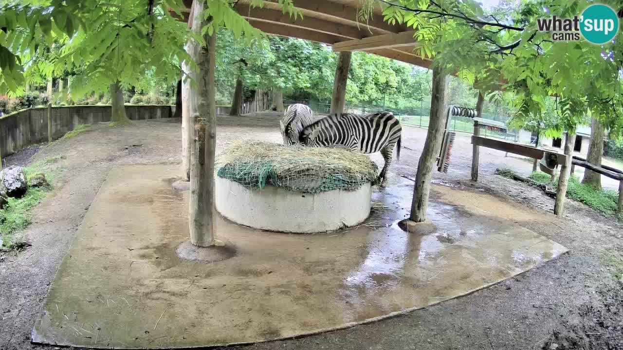 Le Zebre nello ZOO di Ljubljana – Slovenia Live webcam