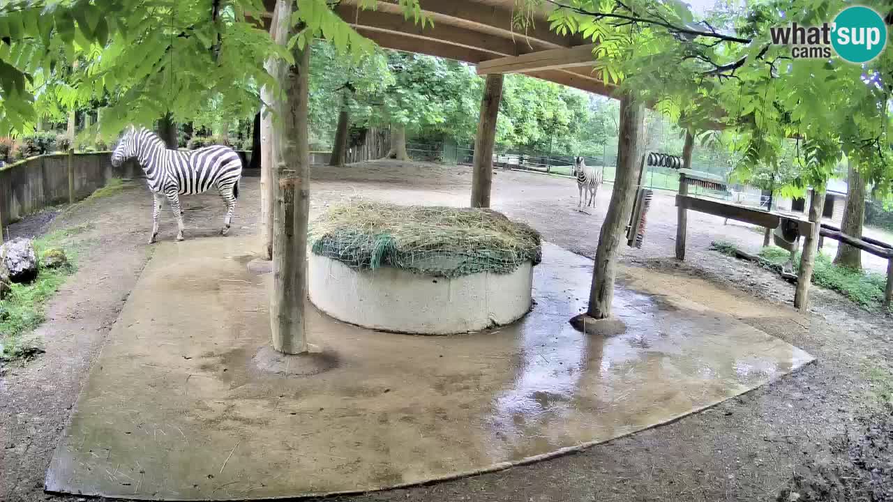 Web kamera uživo Zebras u ZOO Ljubljana – Slovenija
