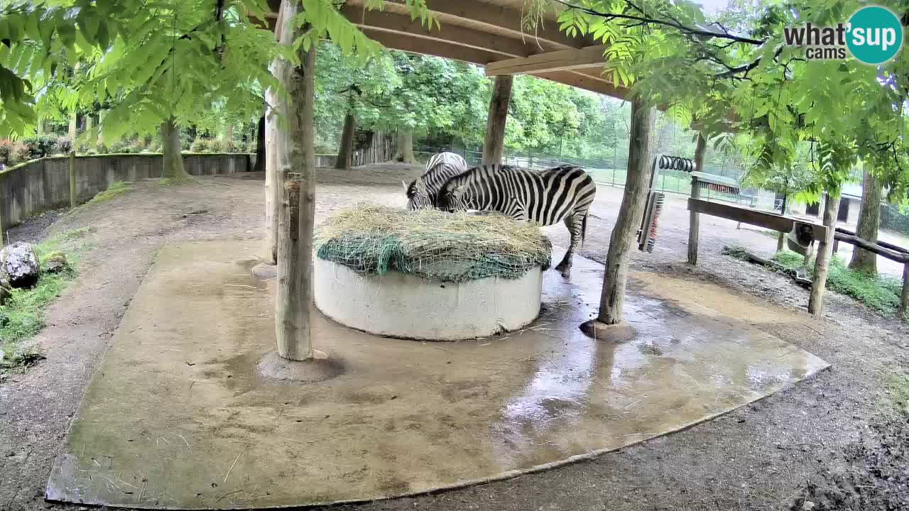 Live Webcam Zebras in Ljubljana ZOO – Slowenien