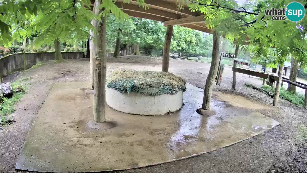 Le Zebre nello ZOO di Ljubljana – Slovenia Live webcam