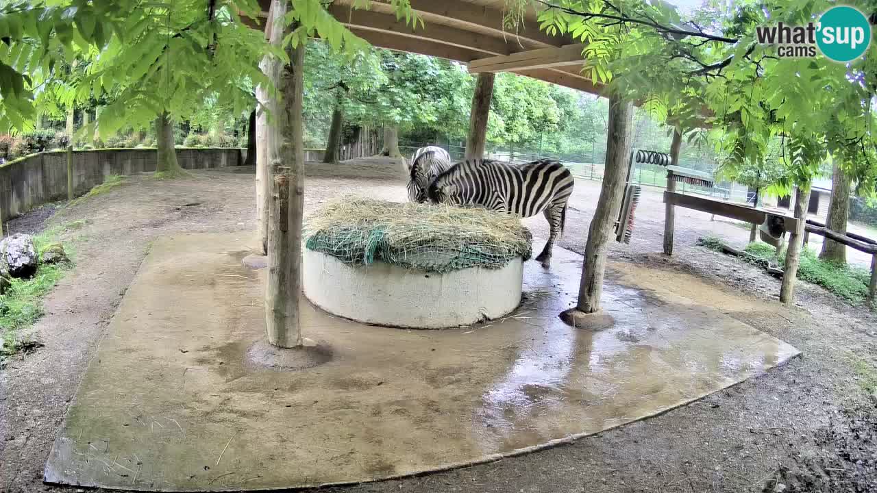 Camera en vivo Cebras in Ljubljana ZOO – Eslovenia