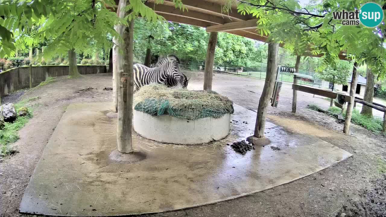Live webcam Les zèbres in Ljubljana ZOO – Slovénie