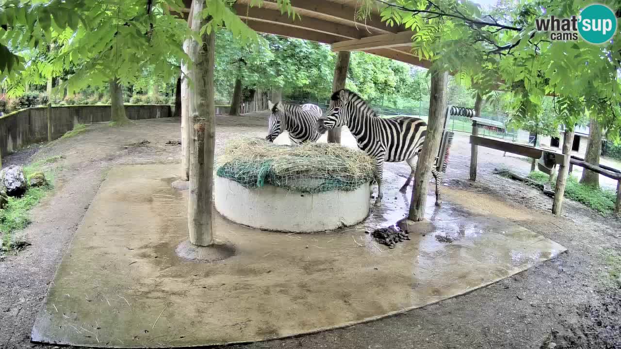 Web kamera uživo Zebras u ZOO Ljubljana – Slovenija