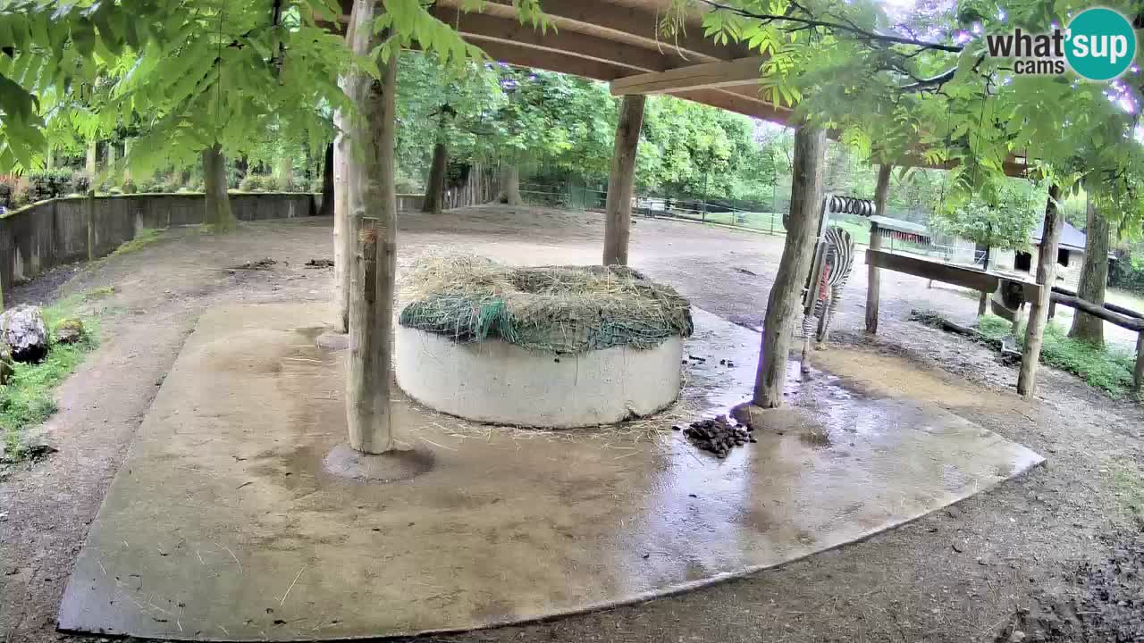 Zebre v živo v živalskem vrtu Ljubljana ZOO spletne kamere