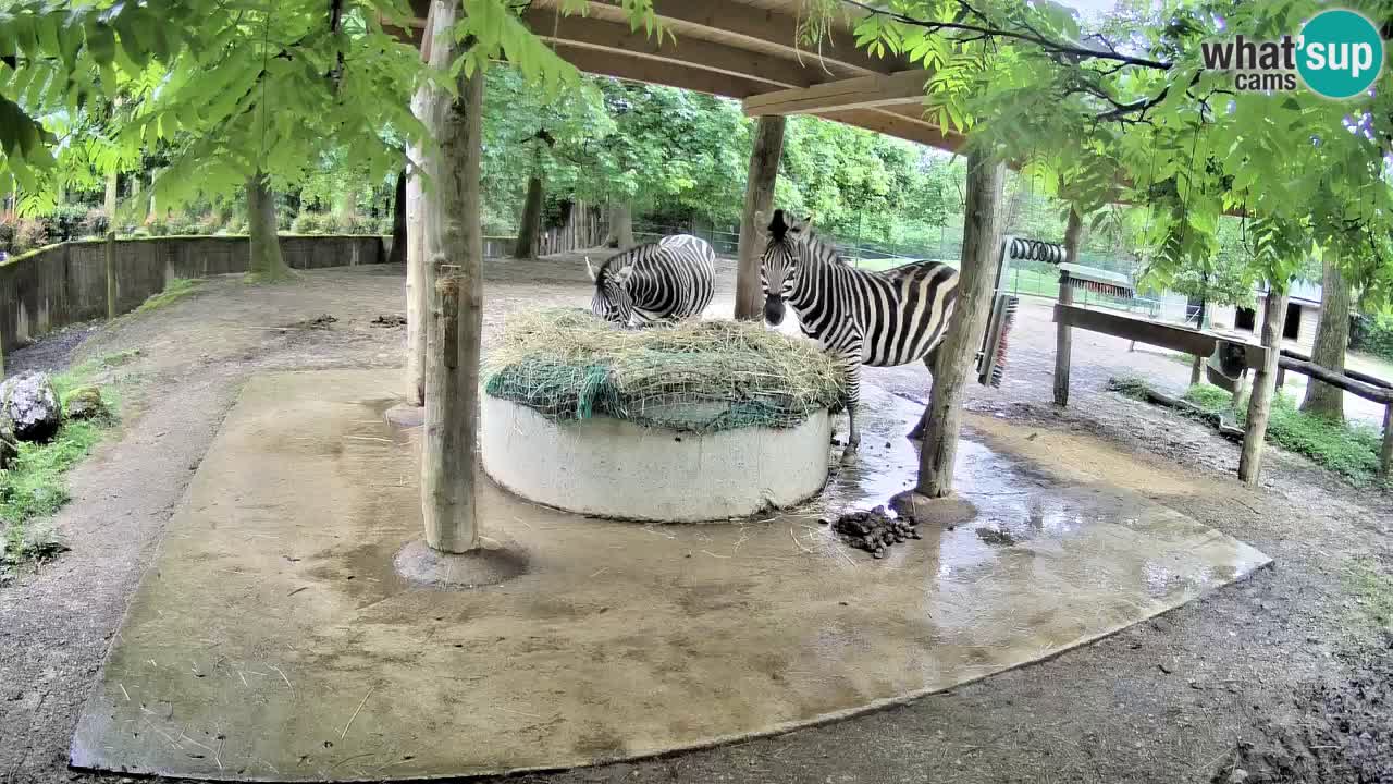 Web kamera uživo Zebras u ZOO Ljubljana – Slovenija