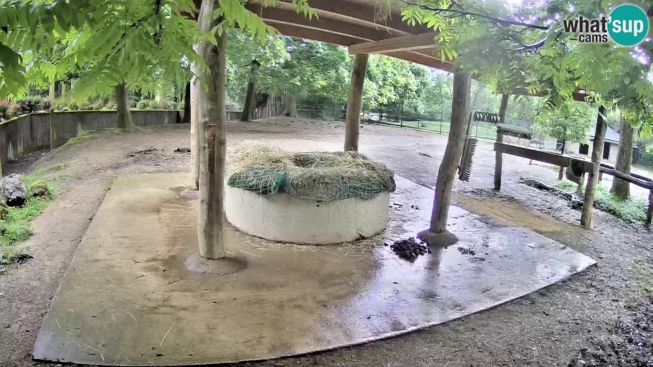 Camera en vivo Cebras in Ljubljana ZOO – Eslovenia