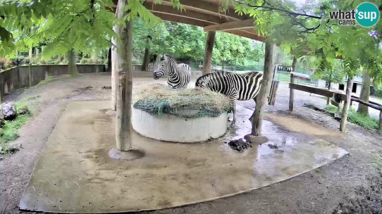 Le Zebre nello ZOO di Ljubljana – Slovenia Live webcam