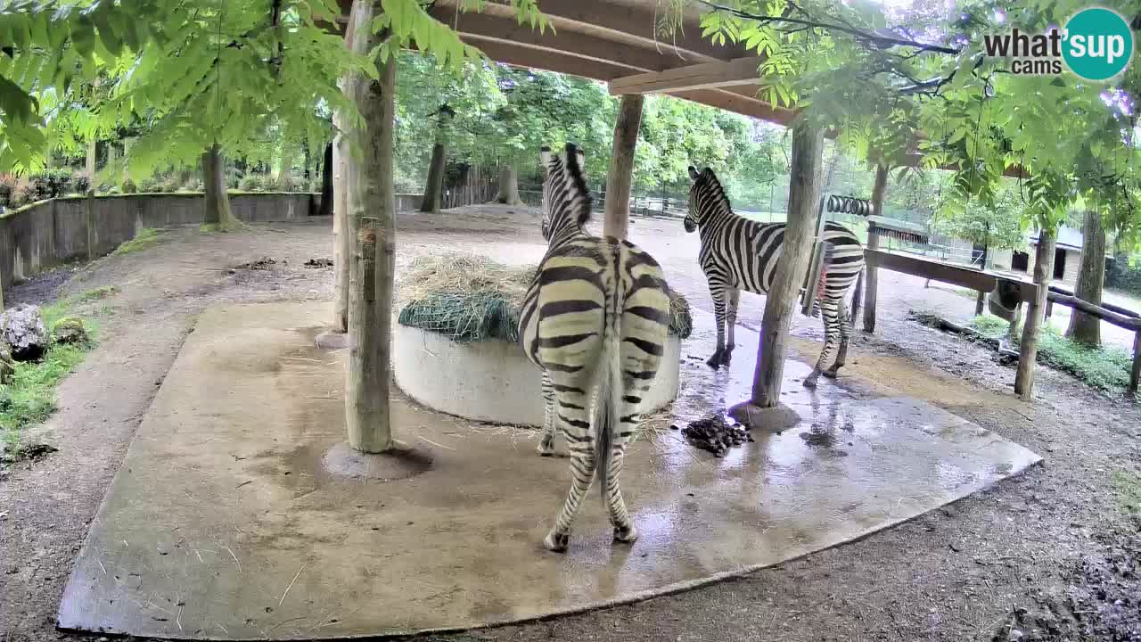 Live webcam Zebras in Ljubljana ZOO – Slovenia
