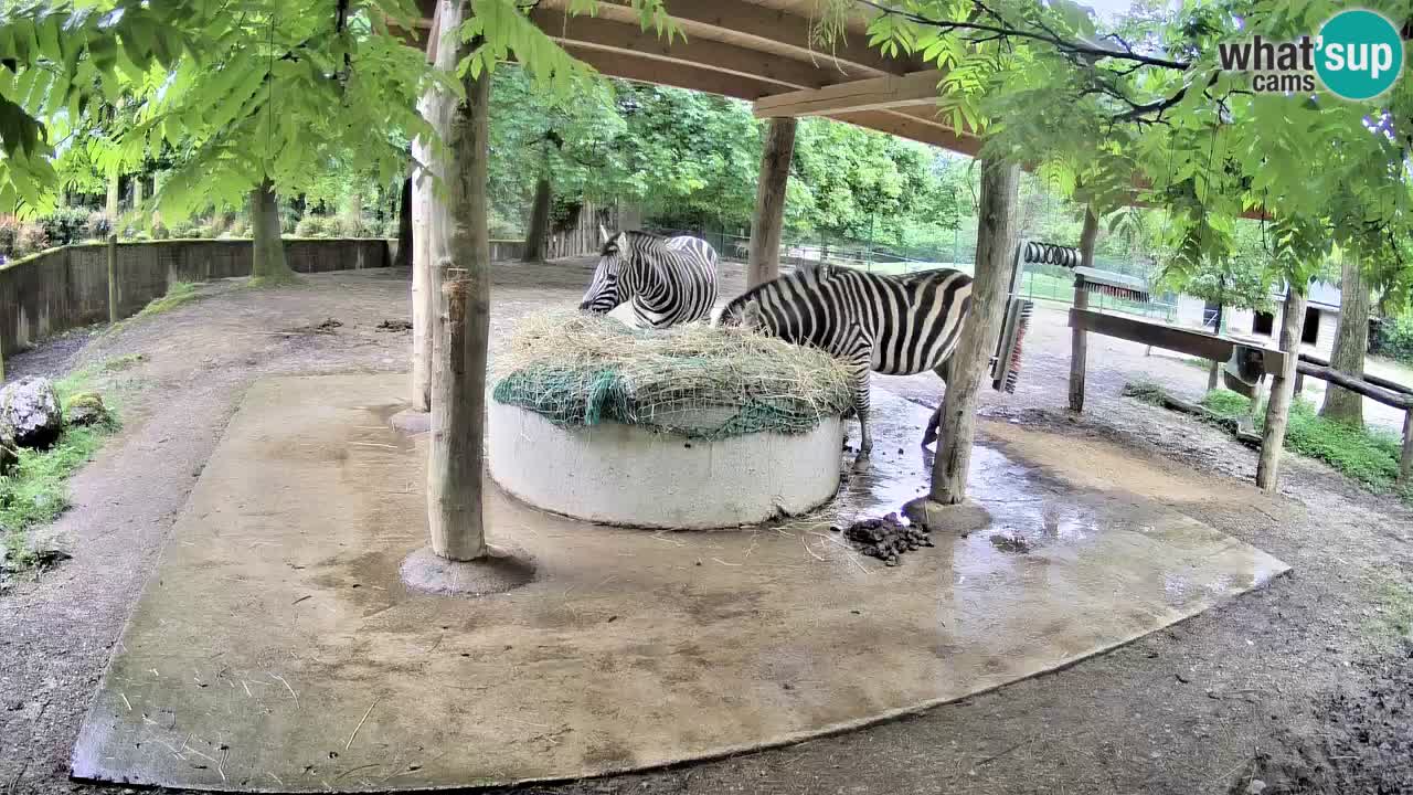 Live webcam Les zèbres in Ljubljana ZOO – Slovénie