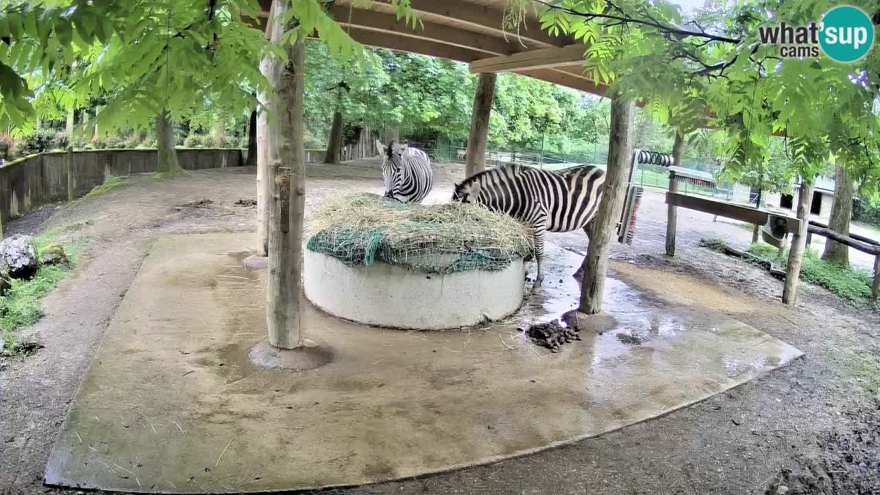 Live webcam Les zèbres in Ljubljana ZOO – Slovénie