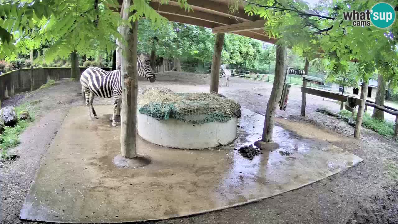 Le Zebre nello ZOO di Ljubljana – Slovenia Live webcam
