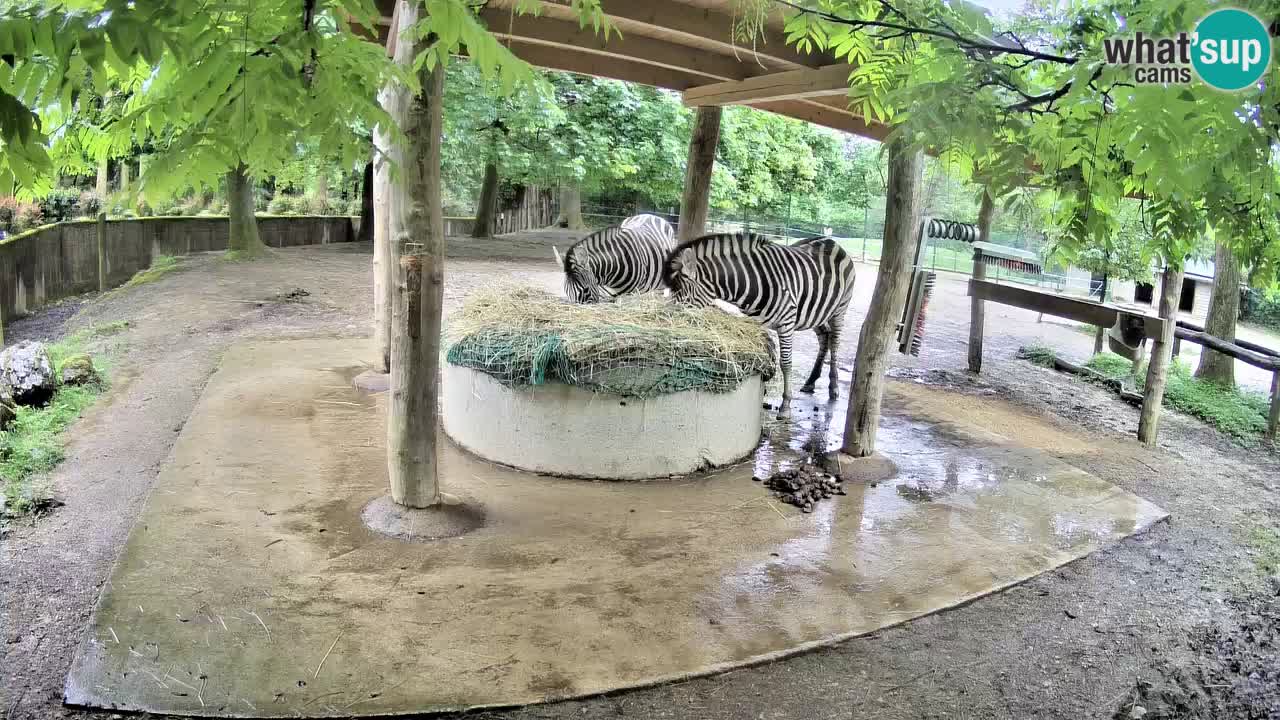 Live webcam Zebras in Ljubljana ZOO – Slovenia
