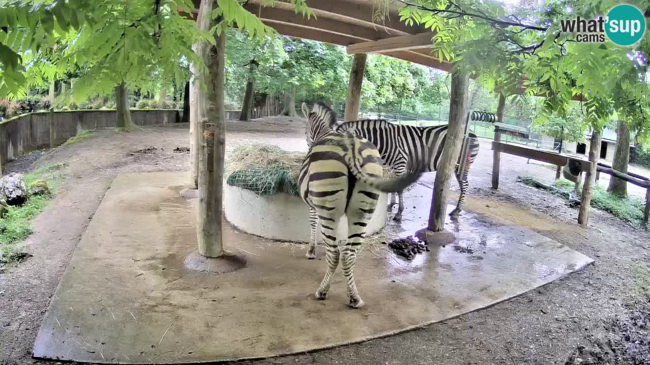 Live Webcam Zebras in Ljubljana ZOO – Slowenien