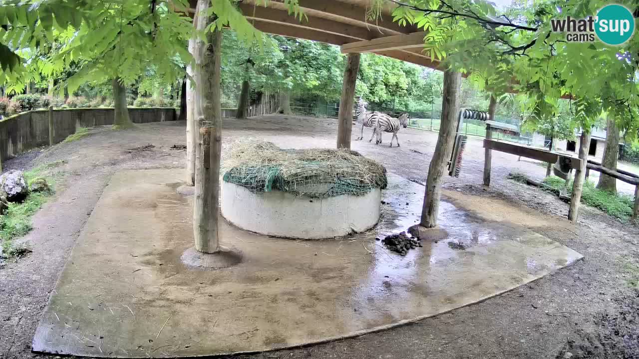Le Zebre nello ZOO di Ljubljana – Slovenia Live webcam