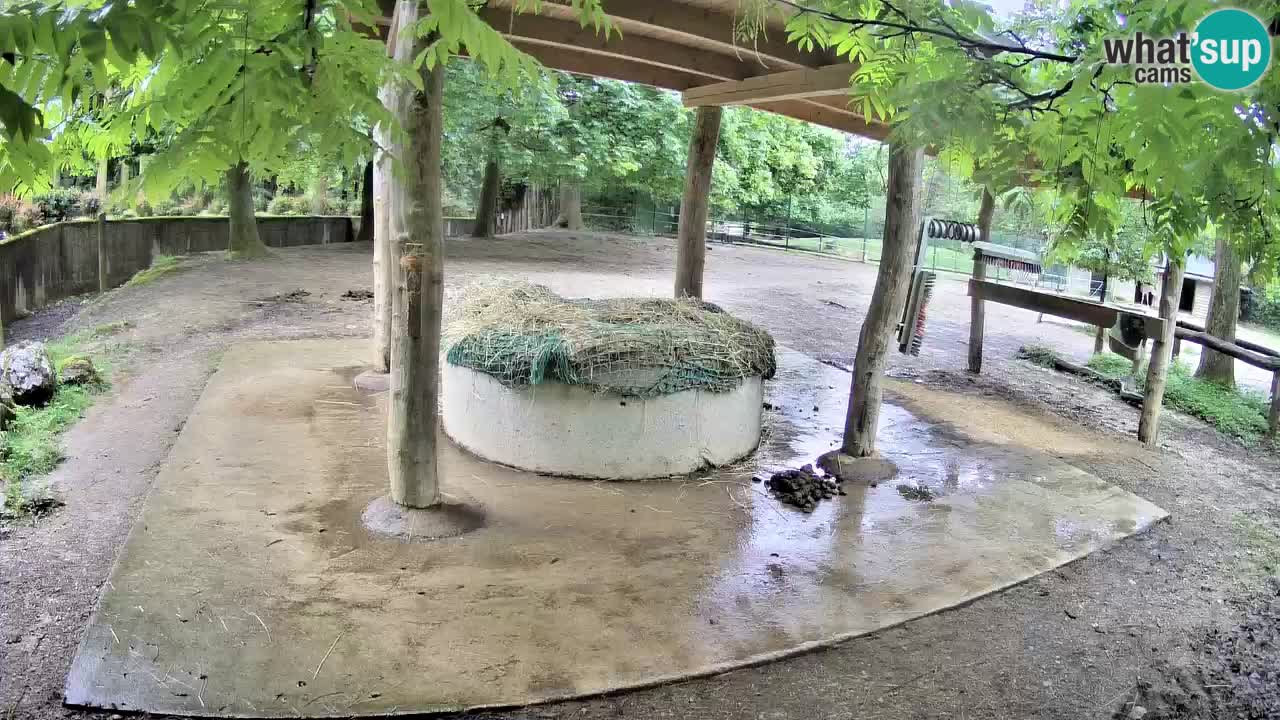 Le Zebre nello ZOO di Ljubljana – Slovenia Live webcam
