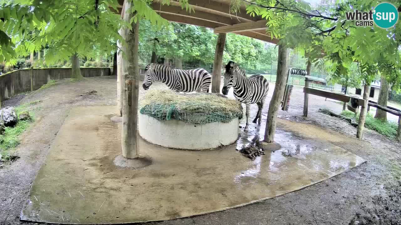 Web kamera uživo Zebras u ZOO Ljubljana – Slovenija