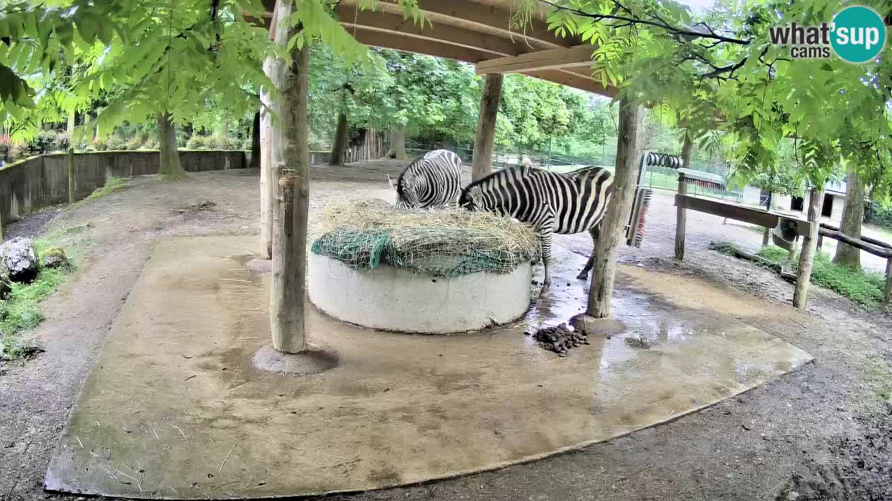 Le Zebre nello ZOO di Ljubljana – Slovenia Live webcam