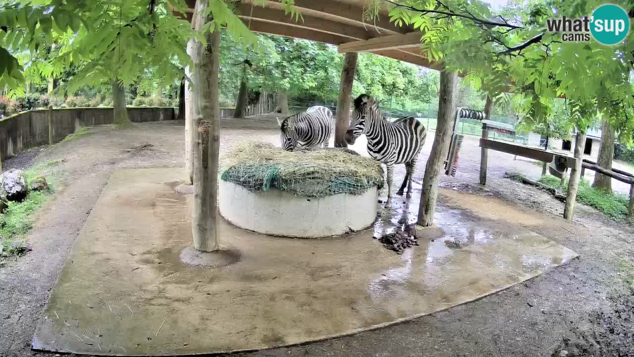 Live webcam Les zèbres in Ljubljana ZOO – Slovénie