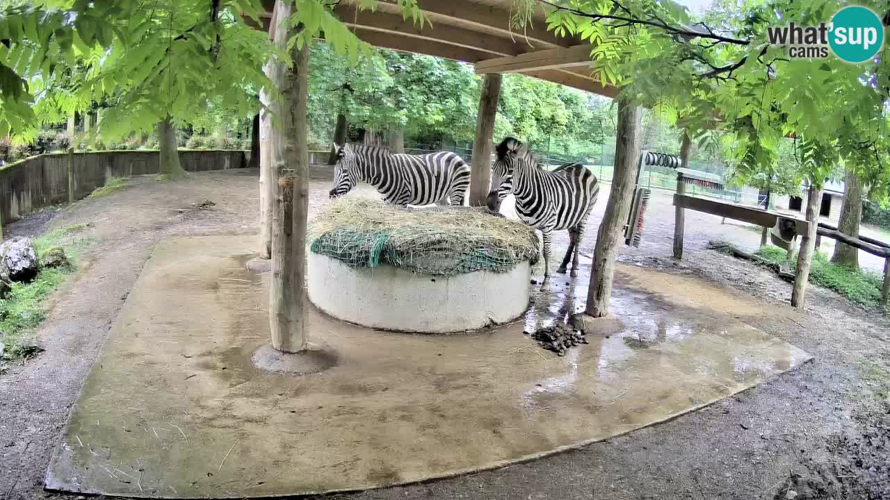 Zebre v živo v živalskem vrtu Ljubljana ZOO spletne kamere