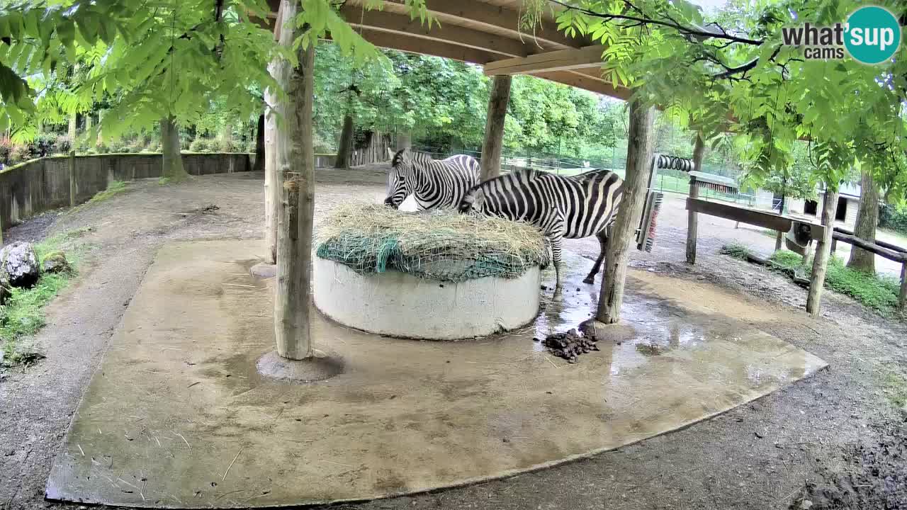 Live webcam Zebras in Ljubljana ZOO – Slovenia