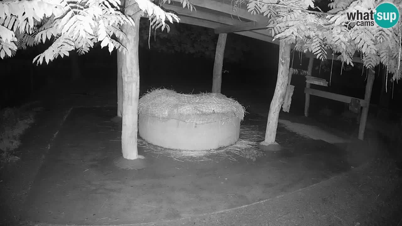 Live webcam Les zèbres in Ljubljana ZOO – Slovénie