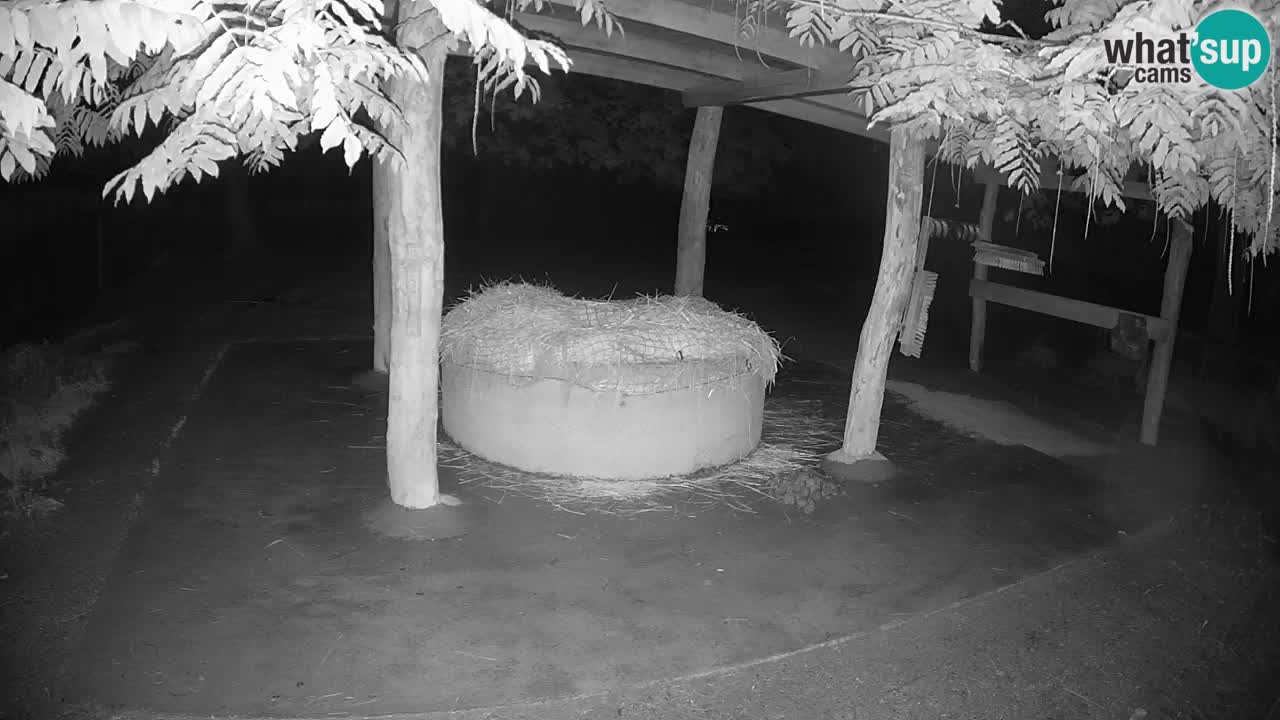 Zebre v živo v živalskem vrtu Ljubljana ZOO spletne kamere