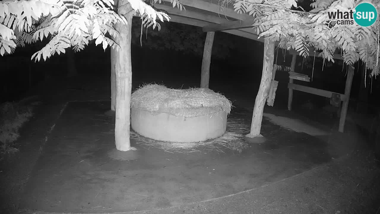 Live webcam Les zèbres in Ljubljana ZOO – Slovénie