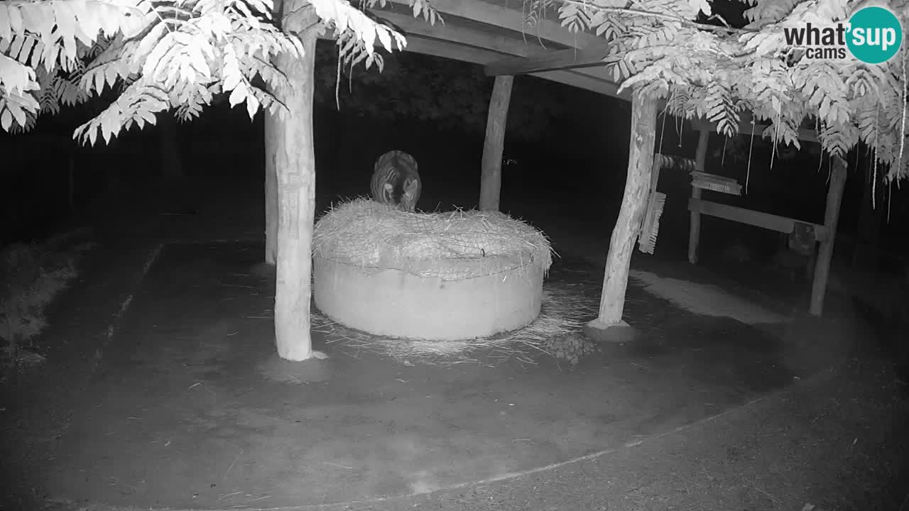 Live webcam Les zèbres in Ljubljana ZOO – Slovénie